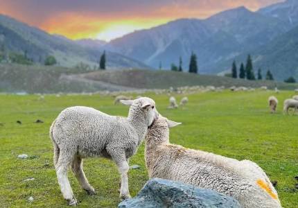 9-Days Kashmir Explorer: Jammu to Srinagar Valley Tour